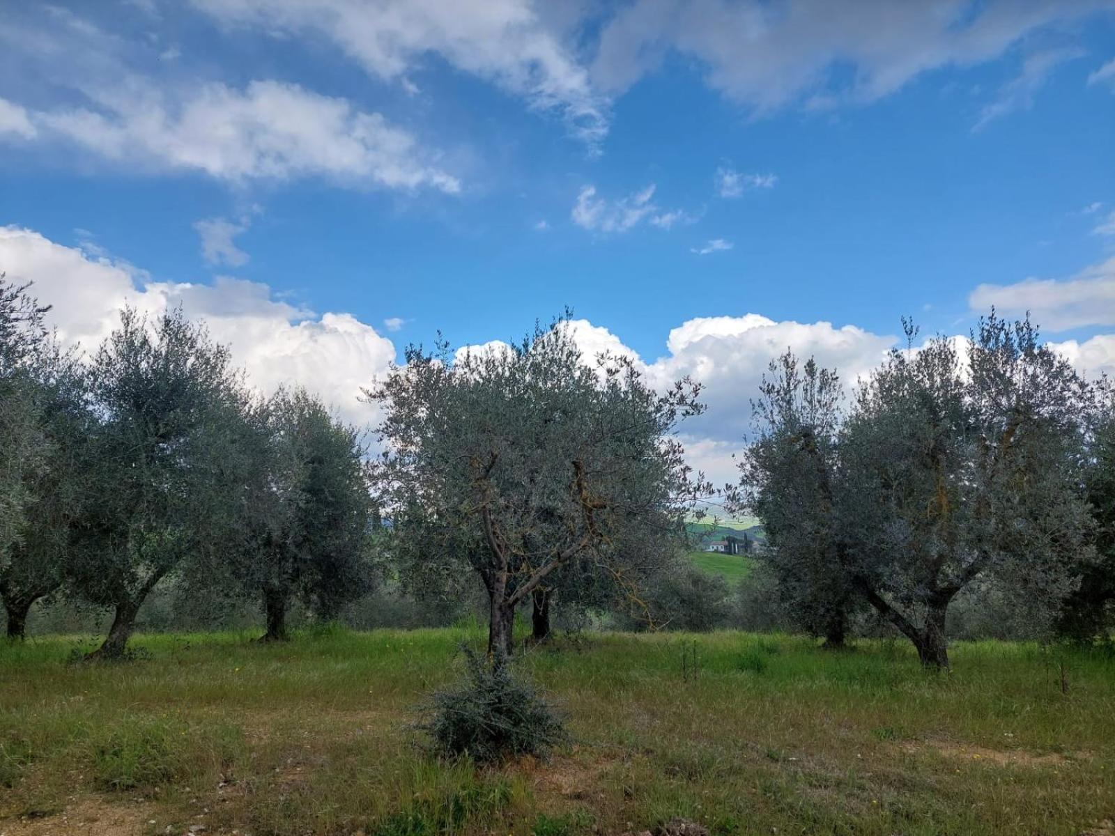 Al Piccolo Ulivo, A Casa Di Mimo&Se Villa Castiglione dʼOrcia Buitenkant foto