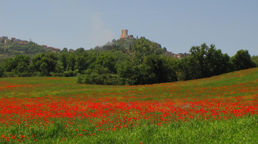 Al Piccolo Ulivo, A Casa Di Mimo&Se Villa Castiglione dʼOrcia Buitenkant foto